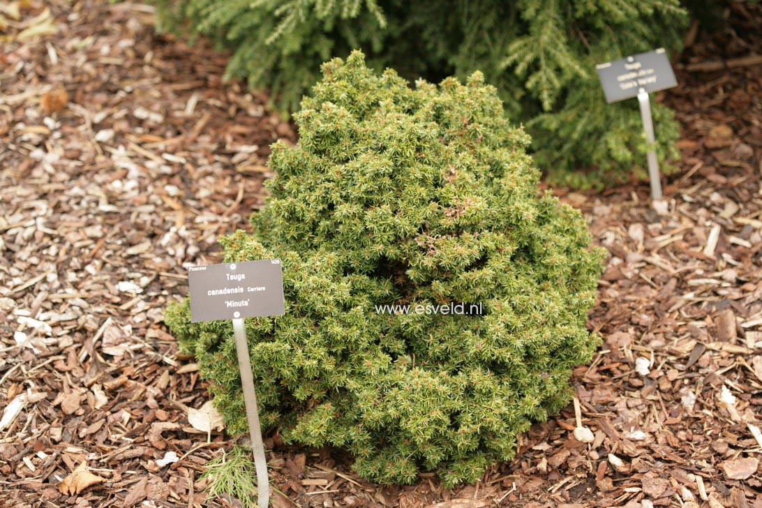 Tsuga canadensis 'Minuta'