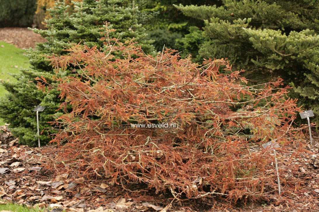 Taxodium distichum 'Secrest'