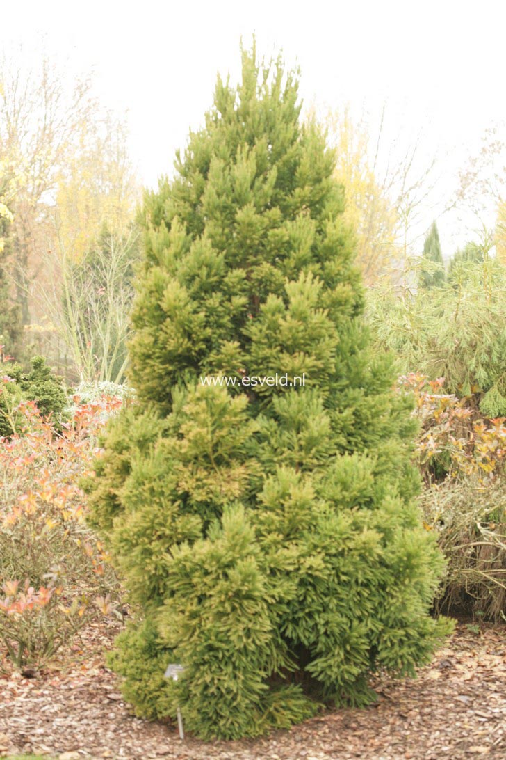 Cryptomeria japonica 'Winter Bronze'