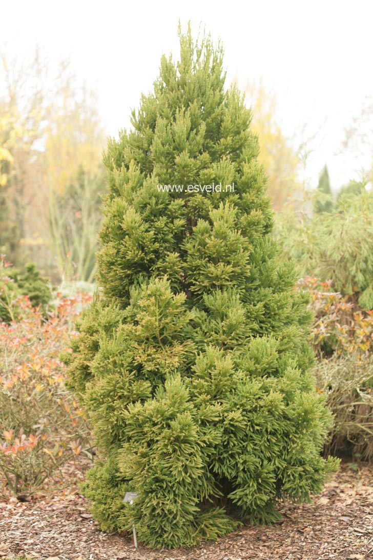 Cryptomeria japonica 'Winter Bronze'