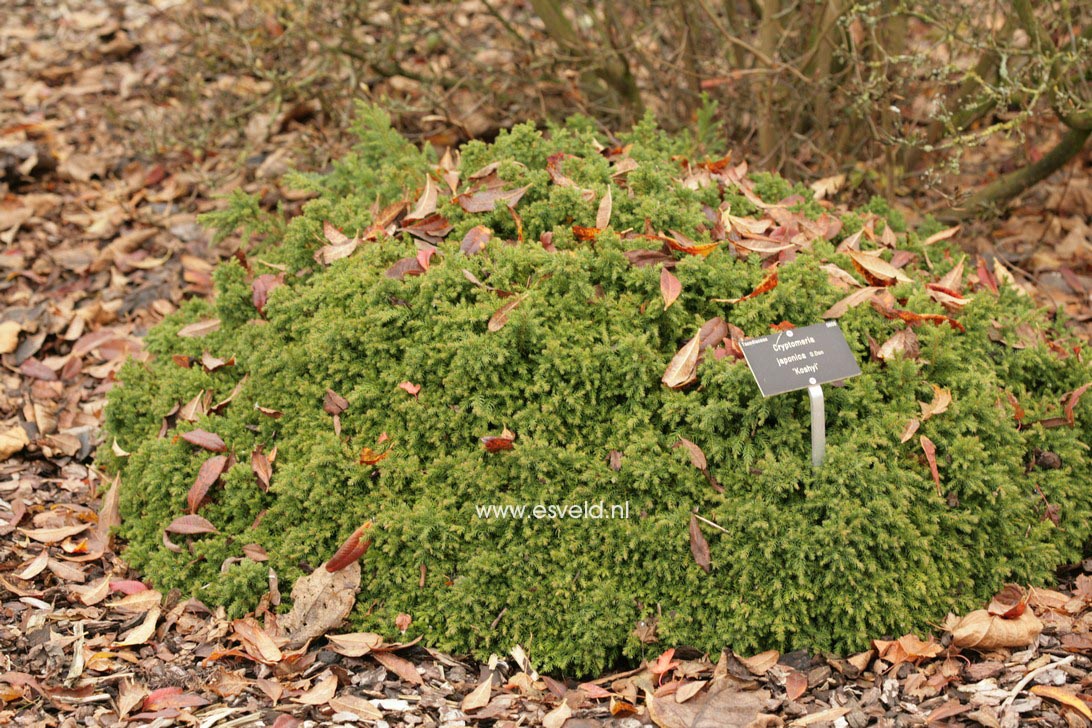 Cryptomeria japonica 'Koshyi'