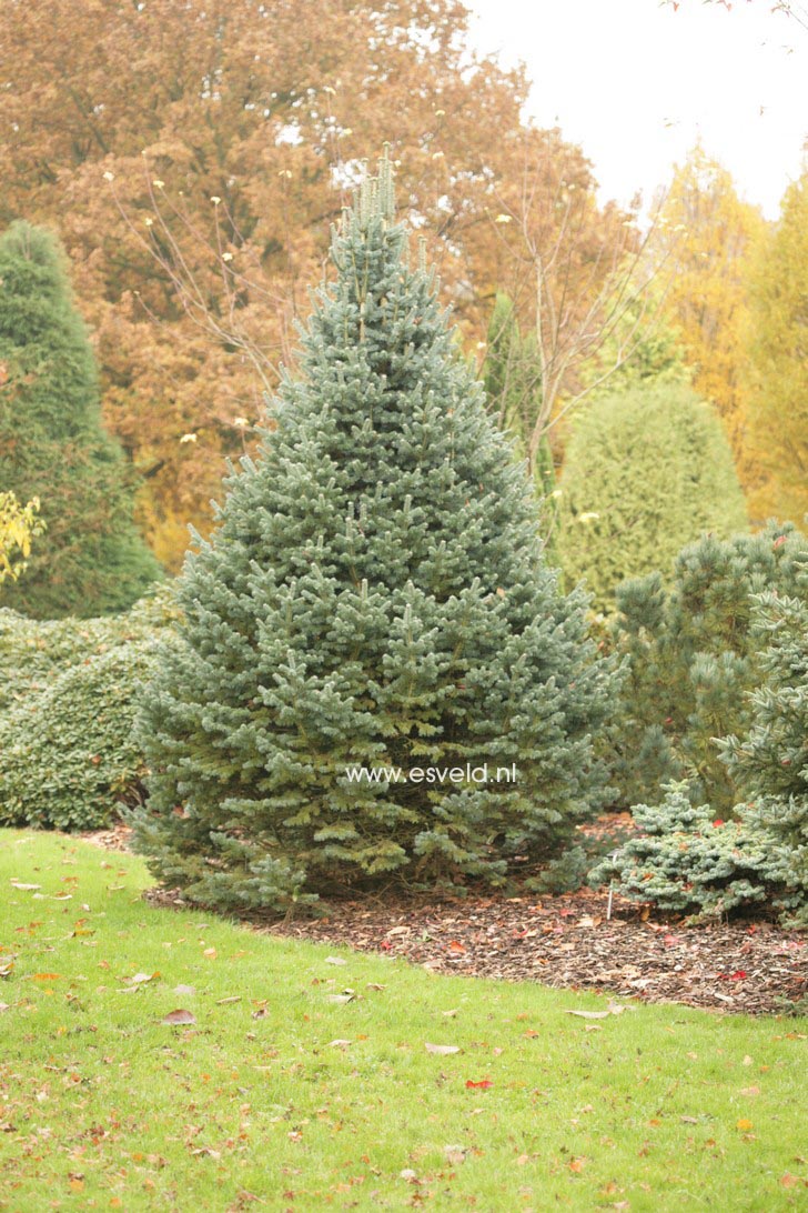 Abies lasiocarpa 'Compacta'