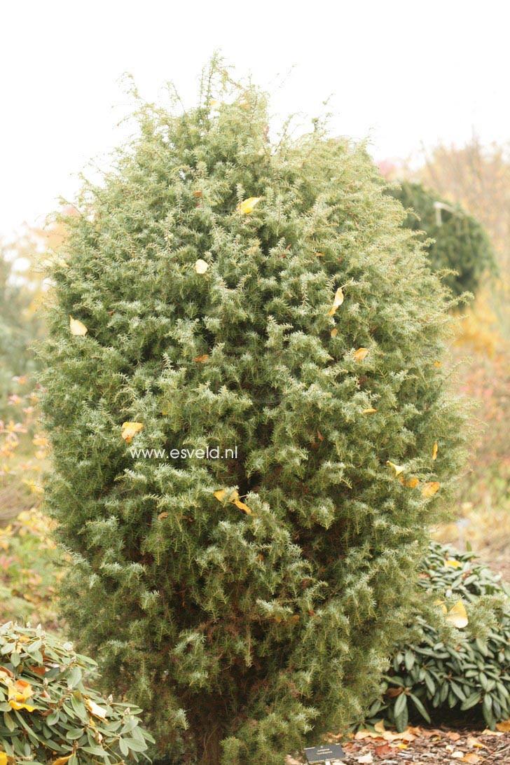 Juniperus foetidissima