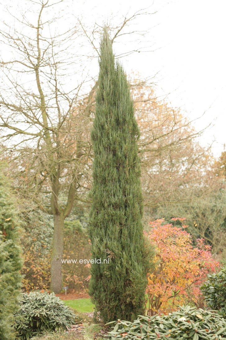 Juniperus scopulorum 'Blue Arrow'