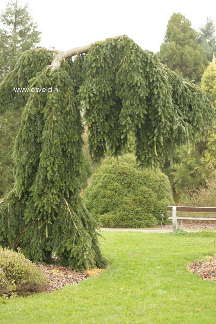 Abies nordmanniana 'Pendula'