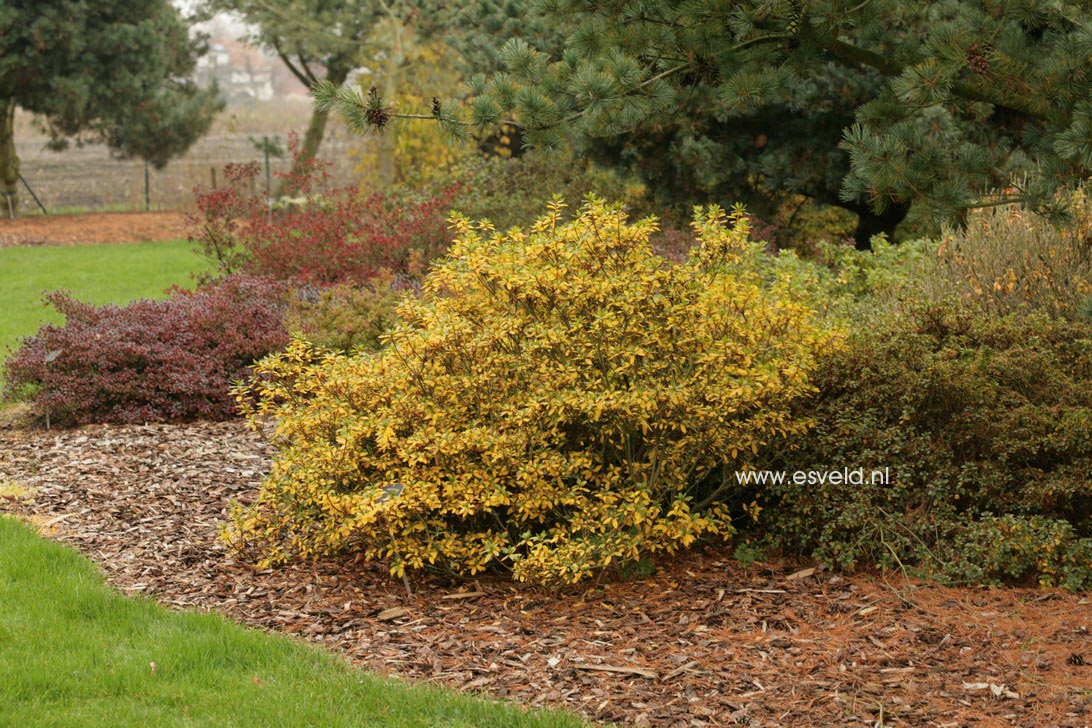 Azalea 'Luzi'