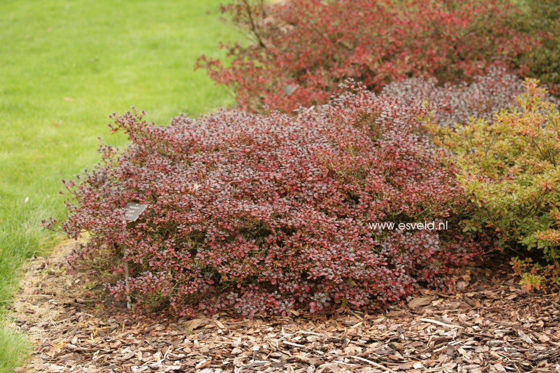 Azalea 'Granada'