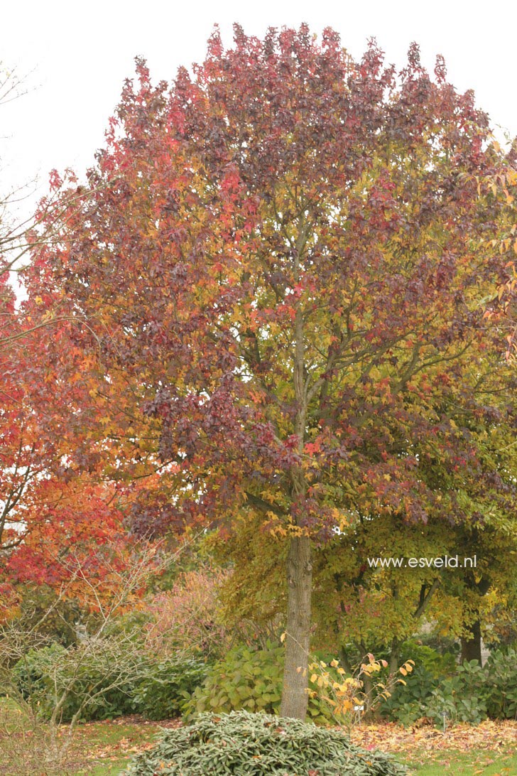 Liquidambar styraciflua 'Lane Roberts'