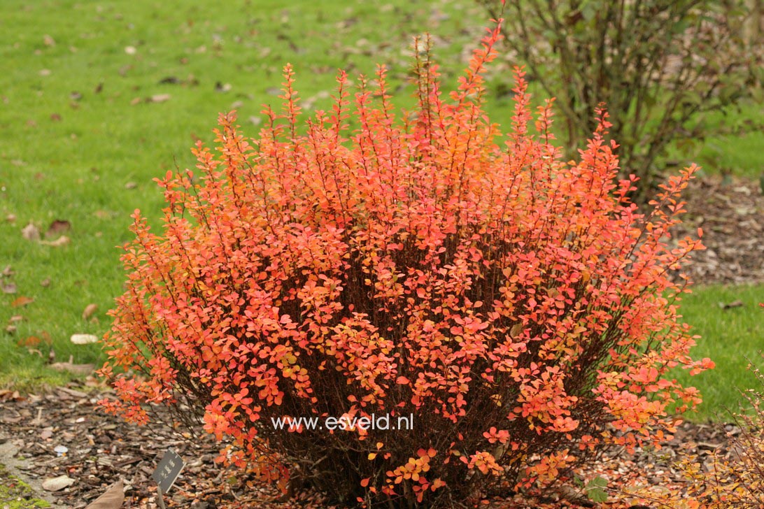 Berberis thunbergii 'Powwow'