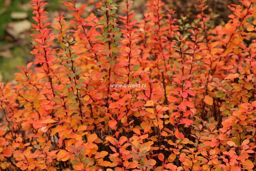 Berberis thunbergii 'Powwow'