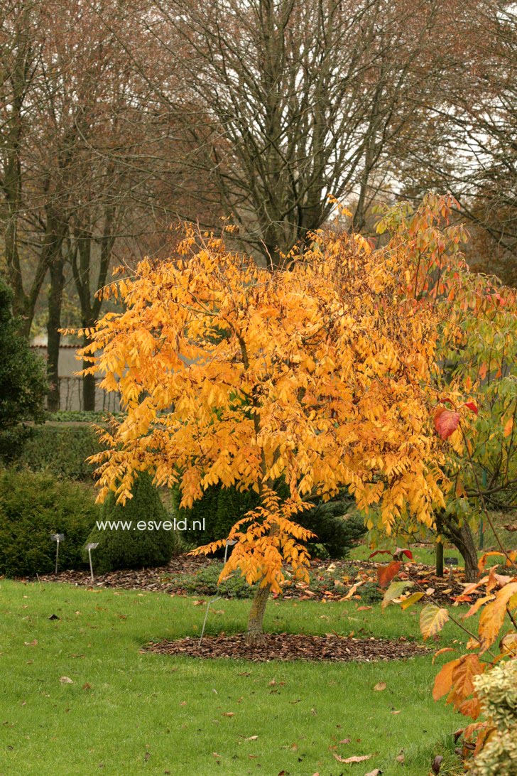 Koelreuteria paniculata 'Coral Sun'