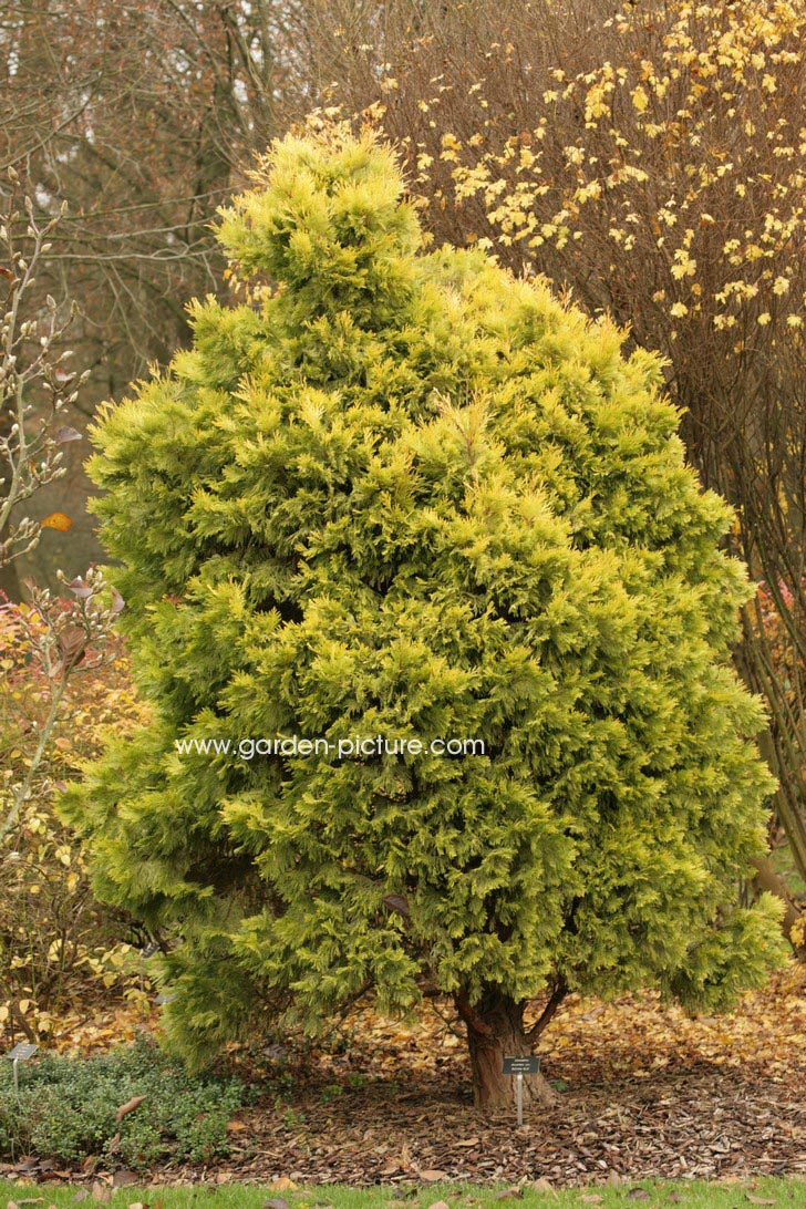 Calocedrus decurrens 'Berrima Gold'