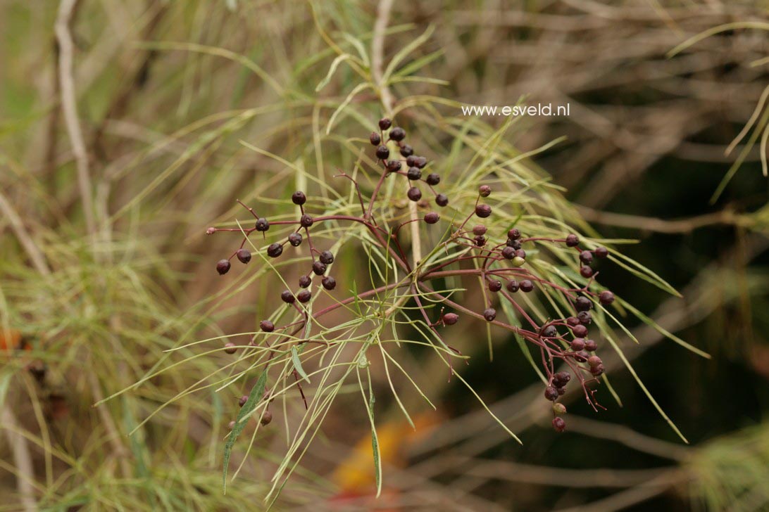 Sambucus nigra 'Linearis'