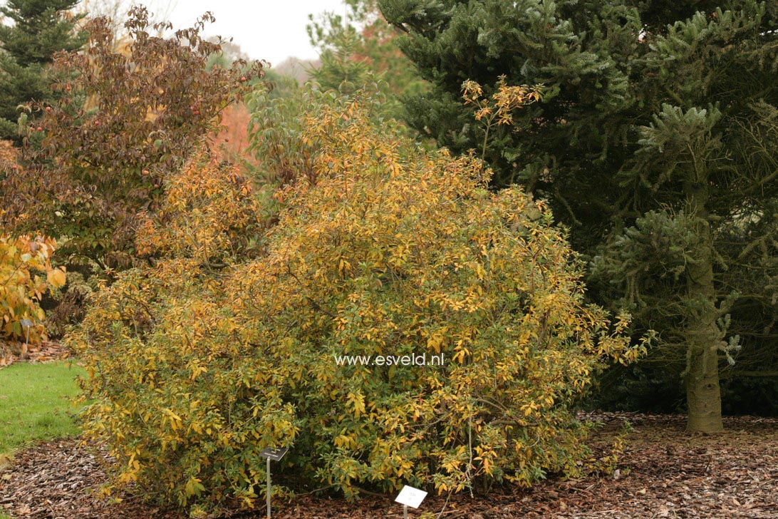 Rhododendron 'Ostara'