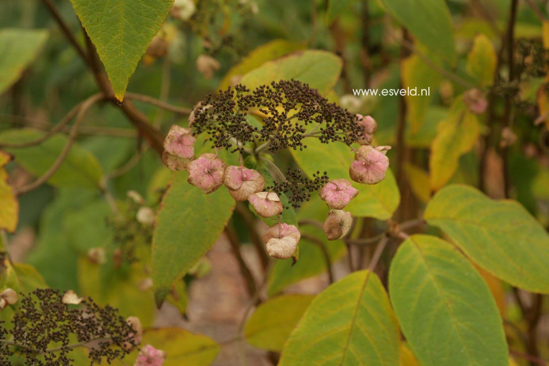 Hydrangea villosa 'Mauvette'