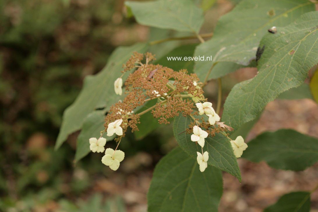 Hydrangea aspera 'Taiwan Pink'