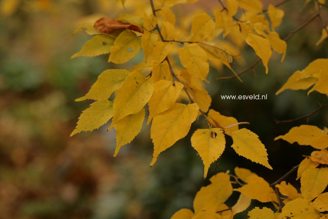 Tilia kiusiana