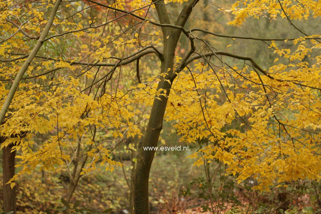 Tilia kiusiana