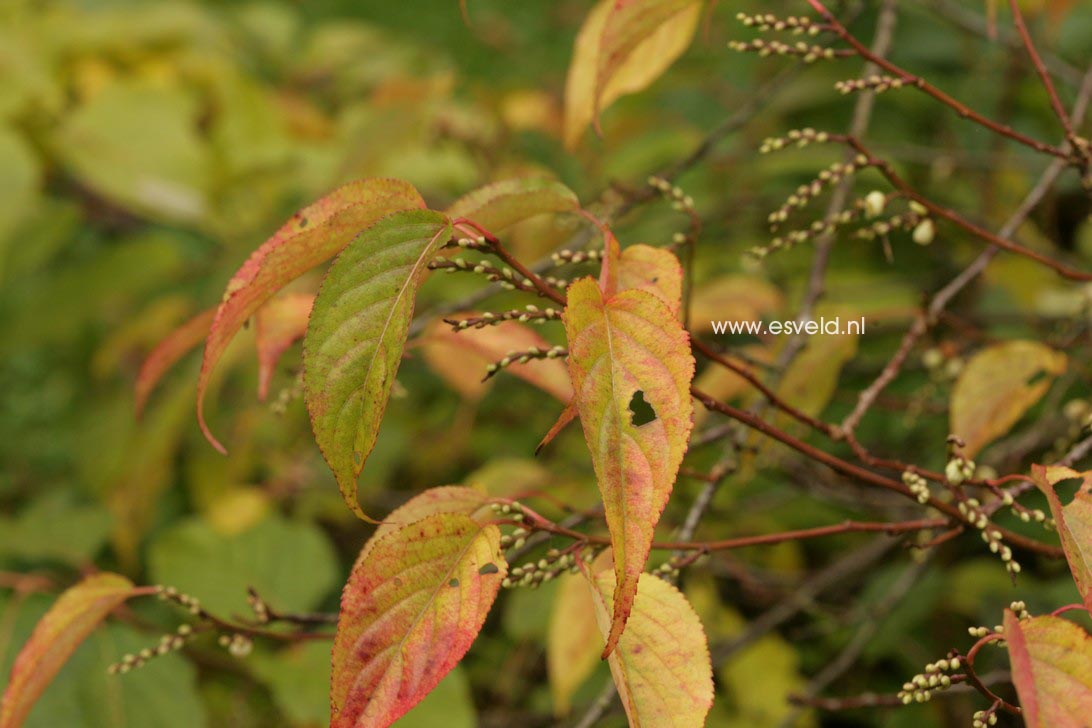 Stachyurus praecox