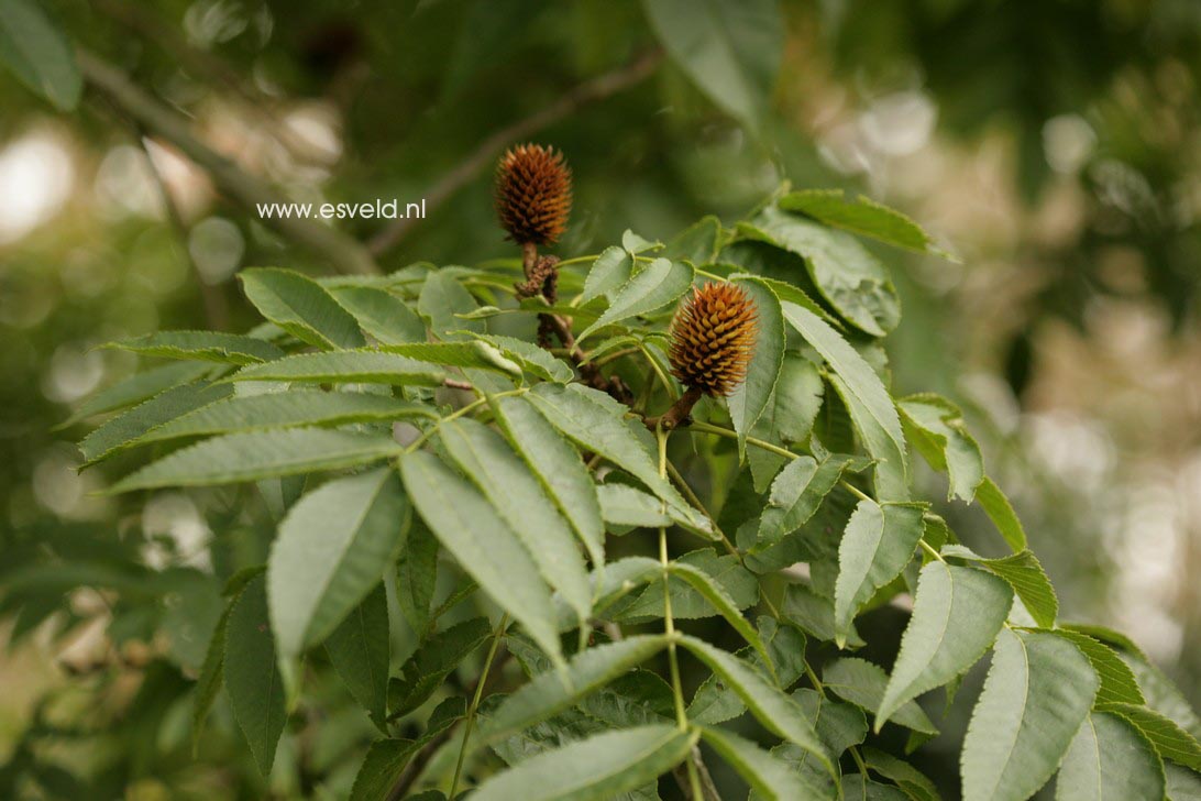 Platycarya strobilacea