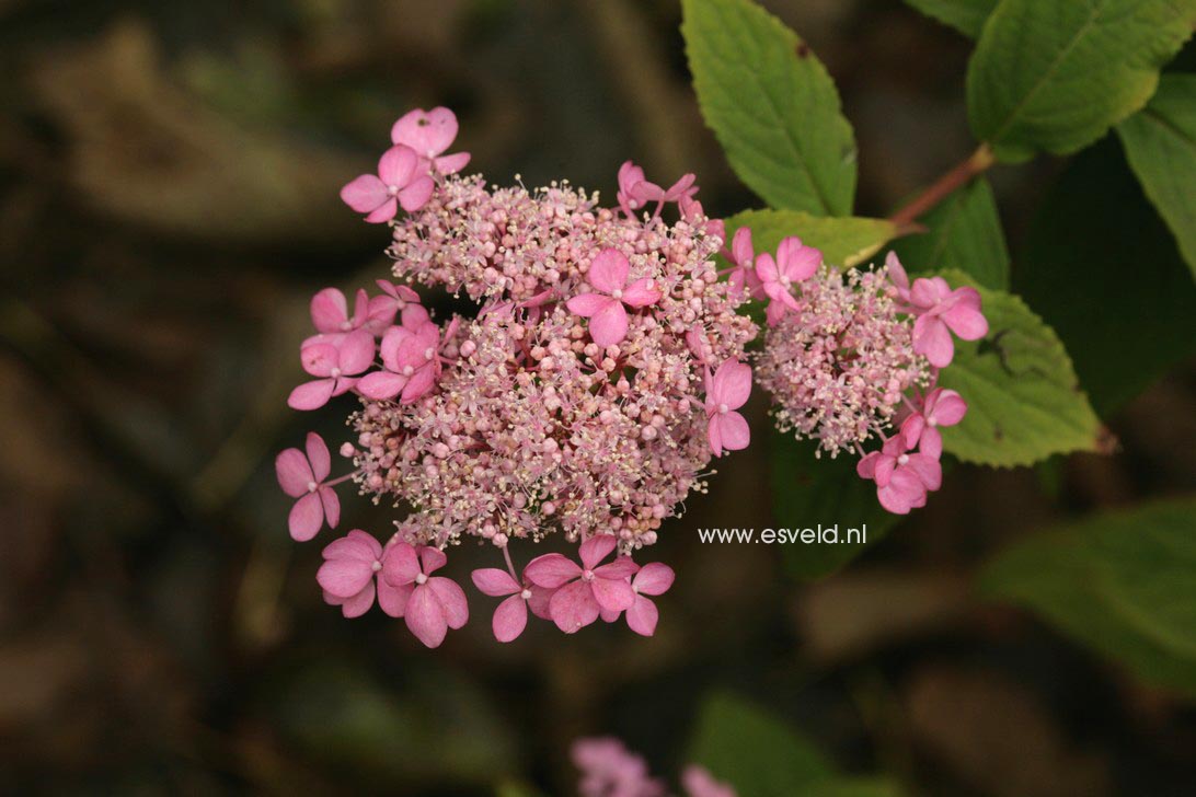 Hydrangea serrata 'Diadem'