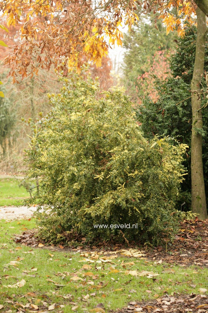 Buxus sempervirens 'Aurea Pendula'