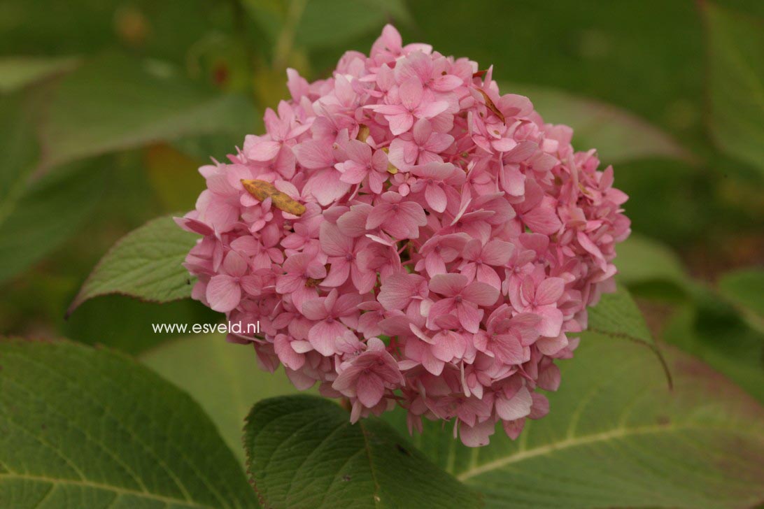 Hydrangea macrophylla 'Shin ozaki'