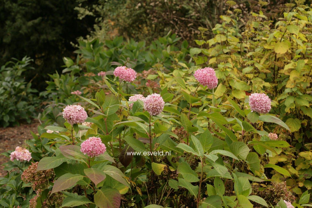 Hydrangea macrophylla 'Shin ozaki'