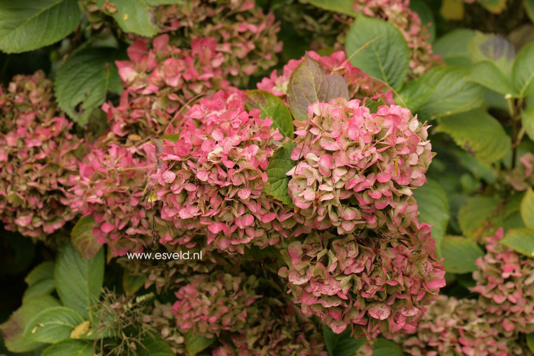 Hydrangea macrophylla 'Prinses Beatrix'