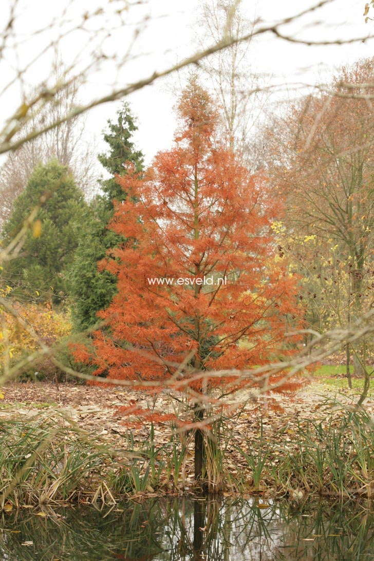 Taxodium distichum