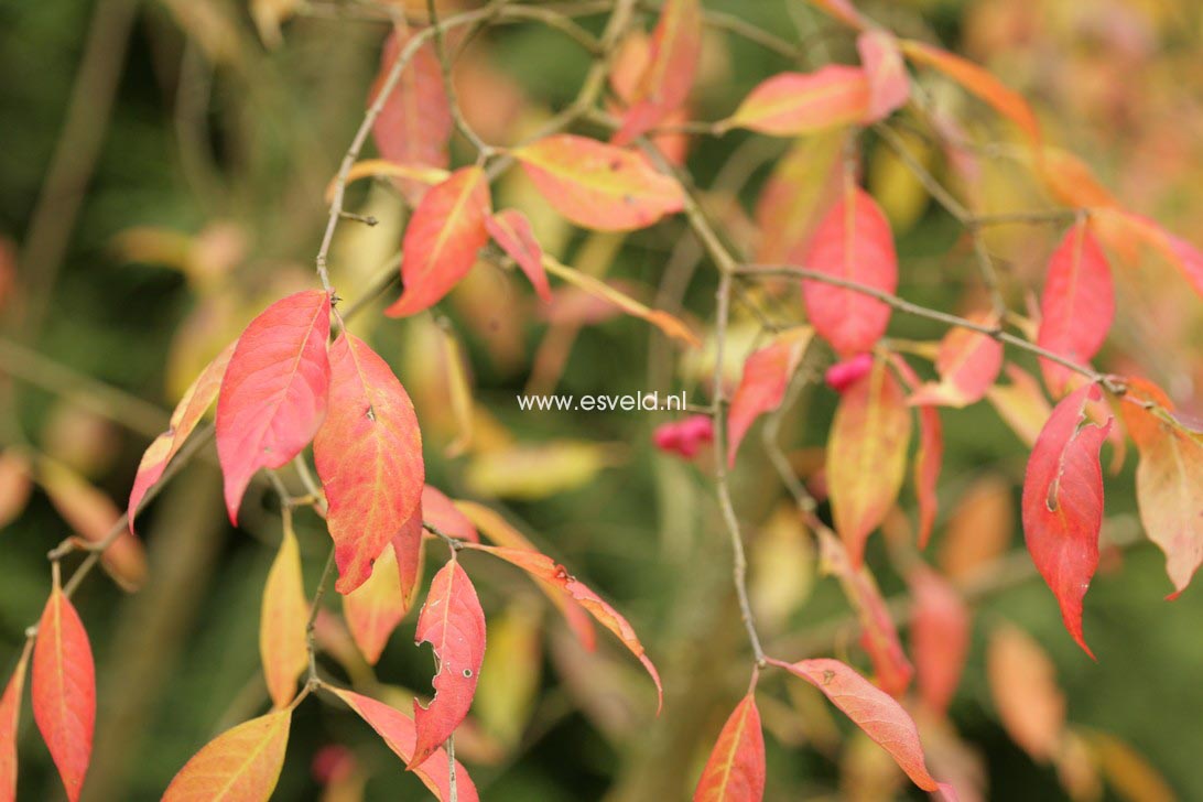 Euonymus europaeus