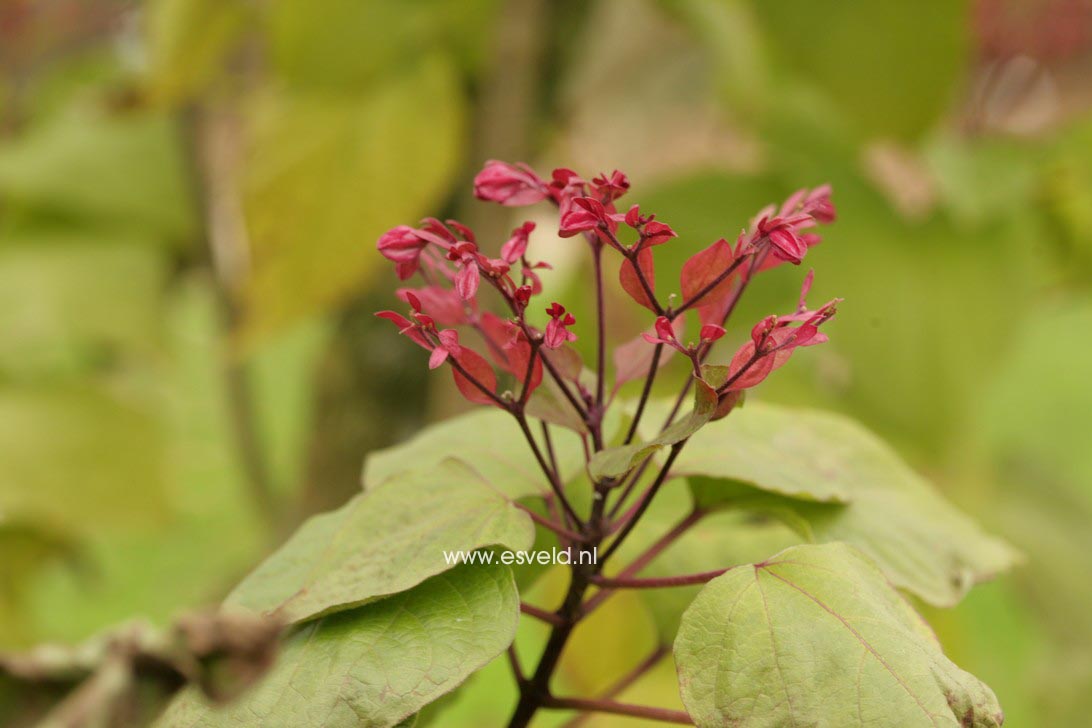 Clerodendrum trichotomum fargesii