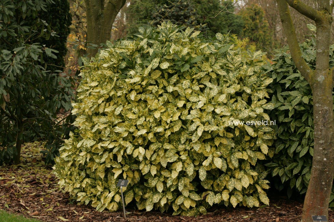 Aucuba japonica 'Picturata'