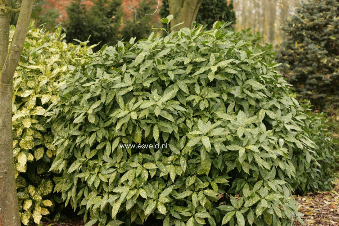 Aucuba japonica 'Variegata'