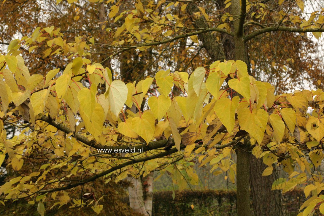 Idesia polycarpa vestita