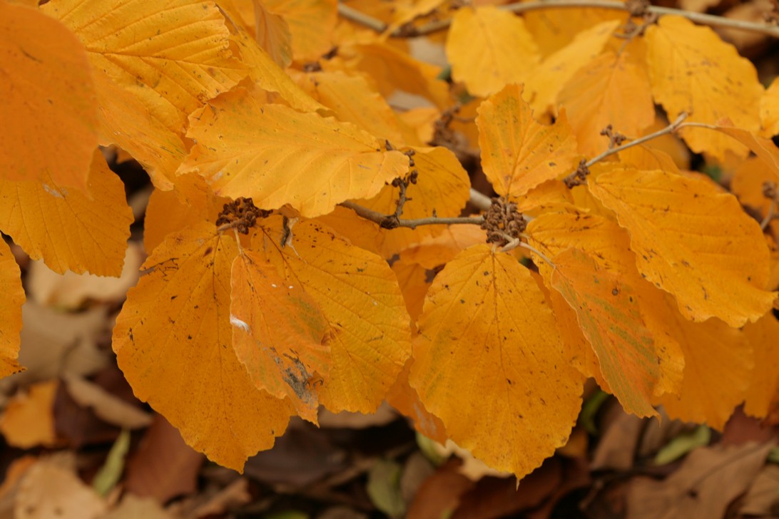 Hamamelis mollis 'Boskoop'