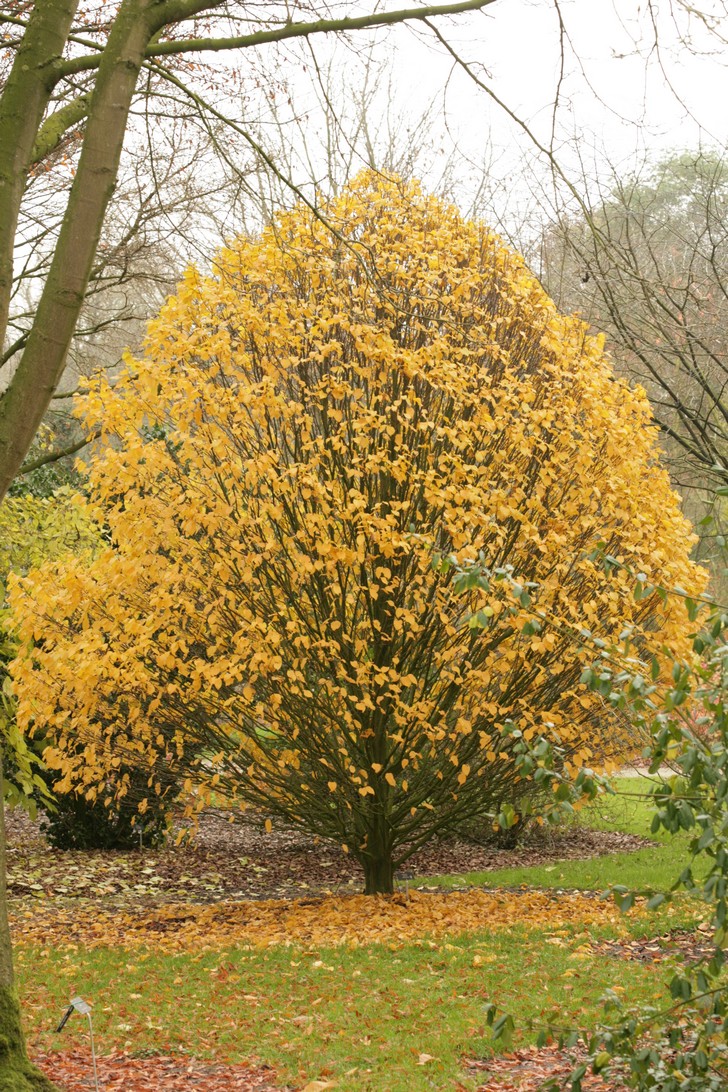 Carpinus betulus 'Columnaris'