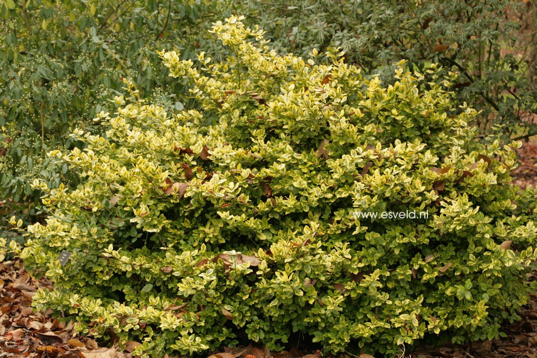 Euonymus fortunei 'Sunshine'