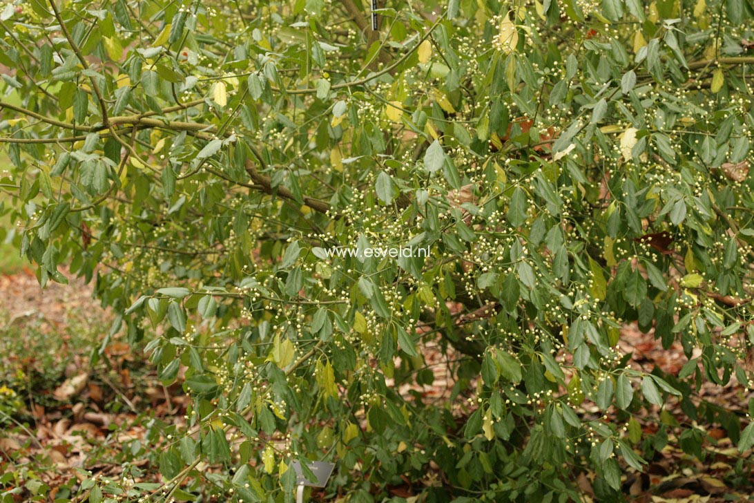 Euonymus fortunei 'Coloratus'