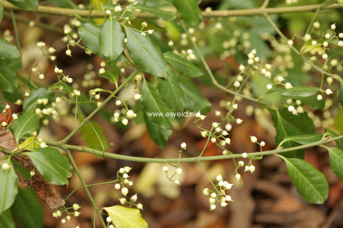 Euonymus fortunei 'Coloratus'