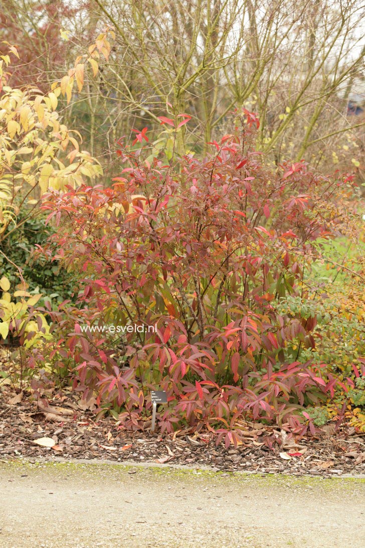 Euonymus fortunei 'Variegatus'