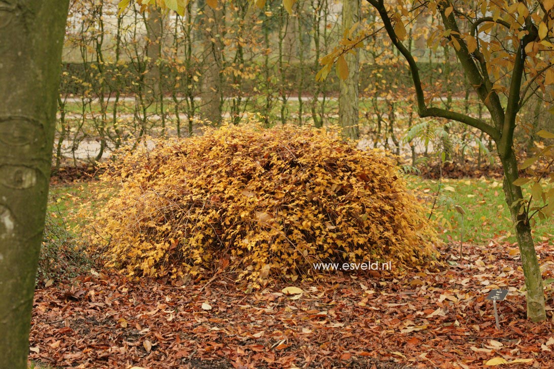 Stephanandra incisa 'Crispa'