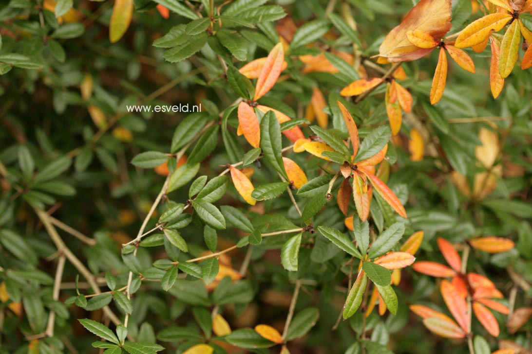 Berberis julianae