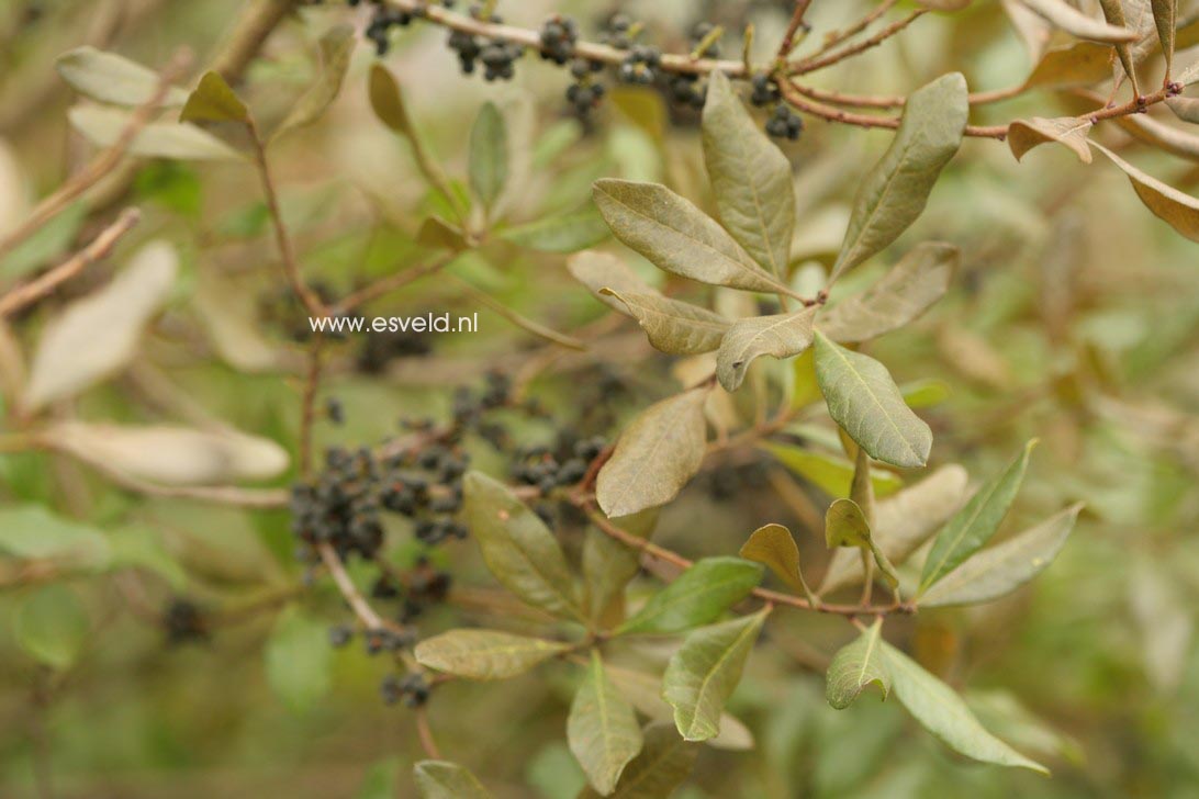 Myrica pensylvanica