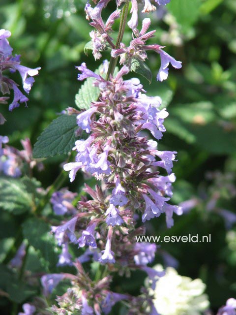 Nepeta grandiflora 'Bramdean'