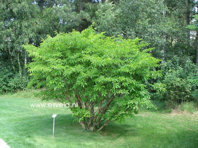 Lagerstroemia indica