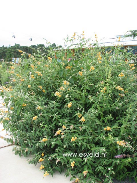 Buddleja weyeriana 'Sungold'