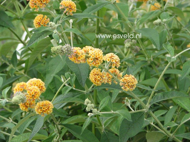 Buddleja weyeriana 'Sungold'