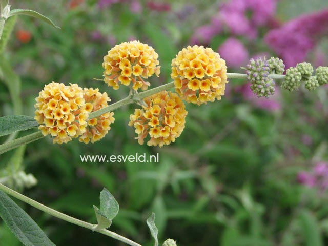 Buddleja weyeriana 'Sungold'