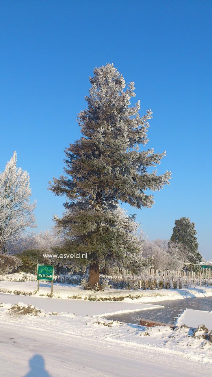 Sequoia sempervirens